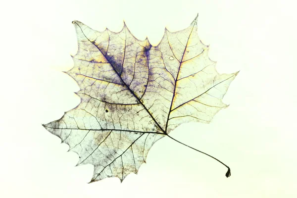 Çizim akçaağaç yaprağı — Stok fotoğraf
