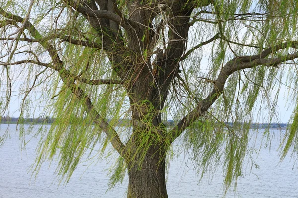 Willow tree — Stockfoto