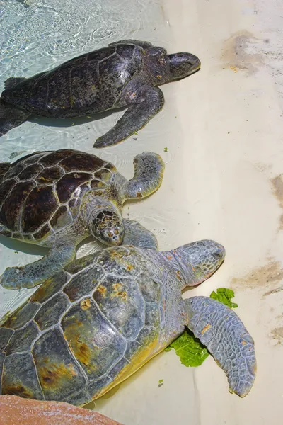 Tortugas marinas —  Fotos de Stock