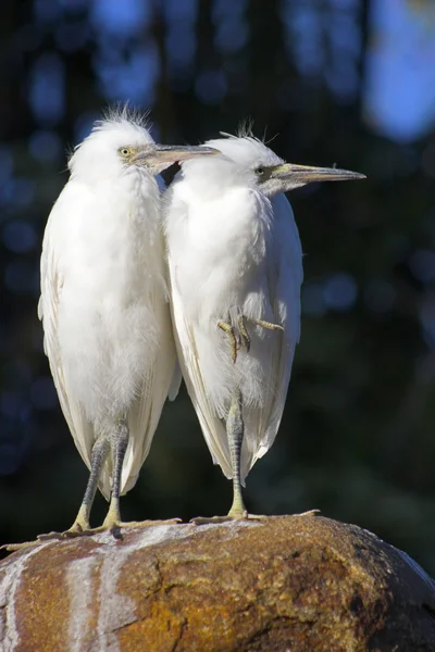 Birds — Stock Photo, Image