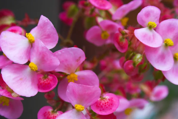 Flor espectáculo — Foto de Stock