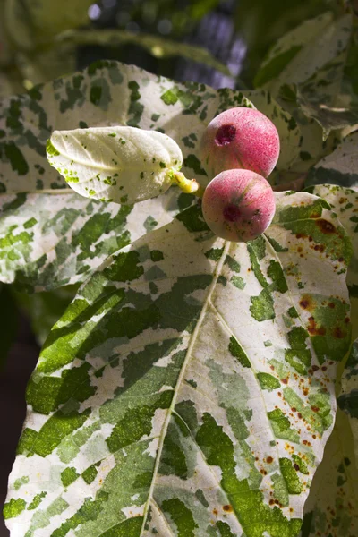 Fiore spettacolo — Foto Stock