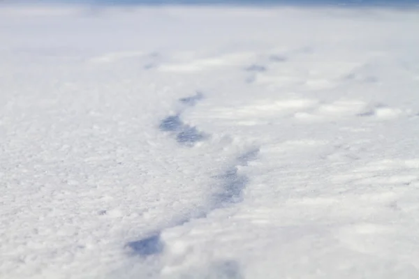 雪 — ストック写真