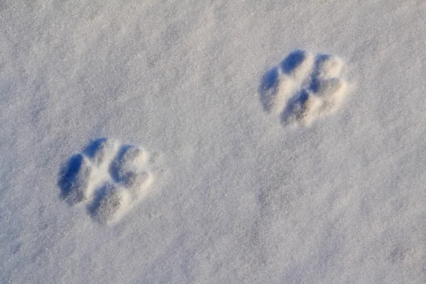 Köpek izleri — Stok fotoğraf