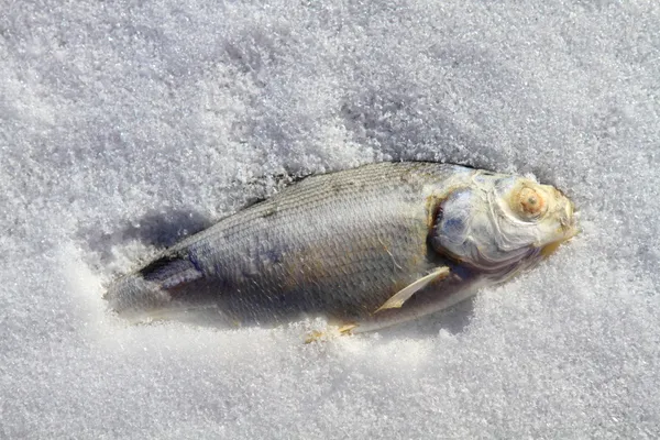 냉동 된 물고기 — 스톡 사진