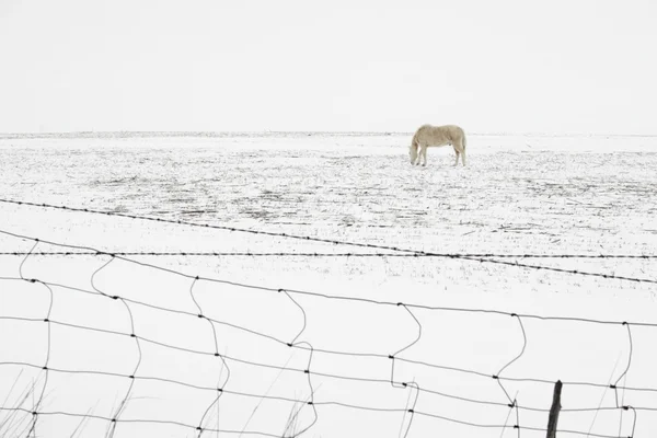 雪の馬 — ストック写真