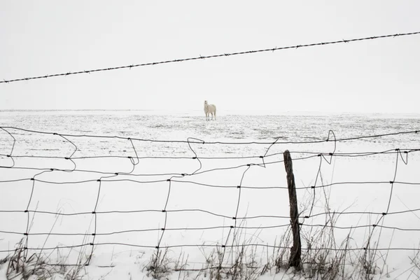 Sníh kůň — Stock fotografie