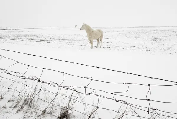 雪地 马 — 图库照片