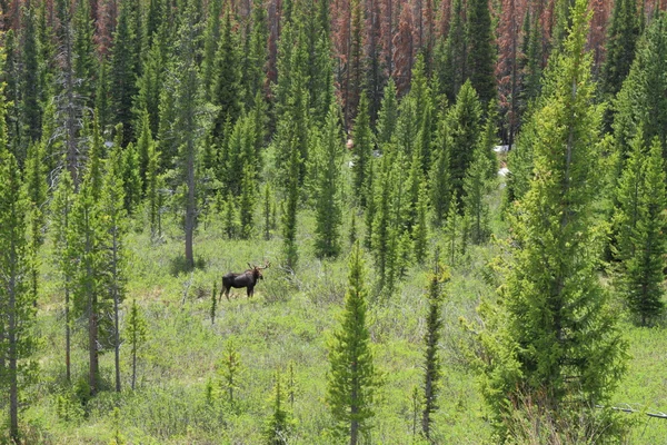 Feeding moose — Stock Photo, Image