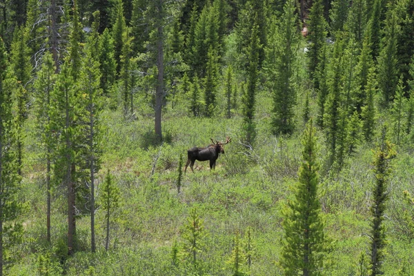 Feeding moose — Stock Photo, Image