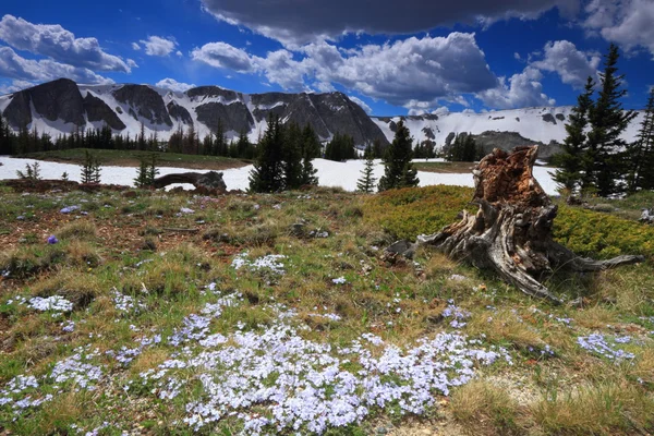 Alpine meadows in Wyoming — Stock Photo, Image