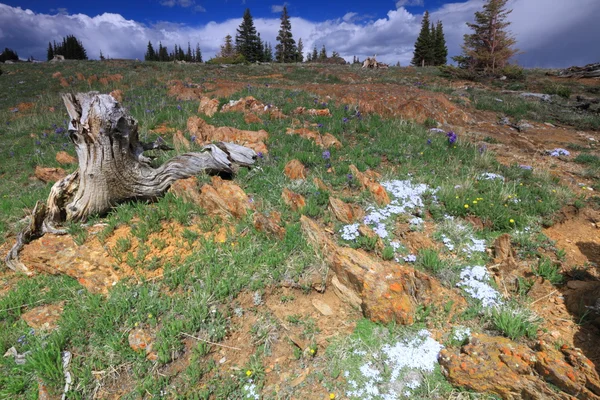 Prados alpinos em Wyoming — Fotografia de Stock