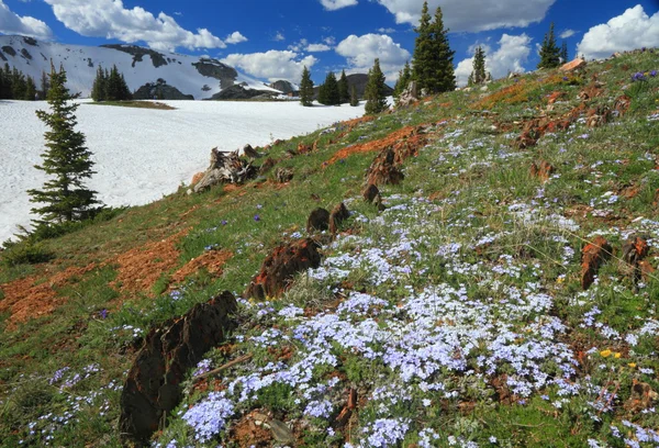 Prados alpinos em Wyoming — Fotografia de Stock