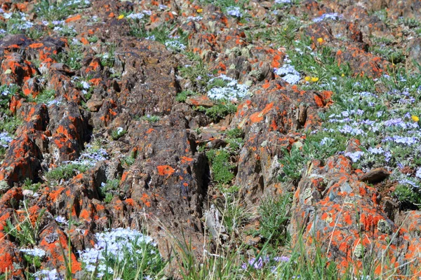 Flores silvestres alpinas — Fotografia de Stock