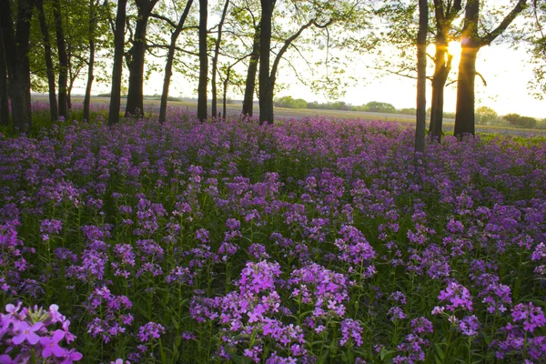 Fleurs sauvages roses et forêt — Photo