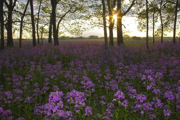 Rosa vilda blommor och skog — Stockfoto