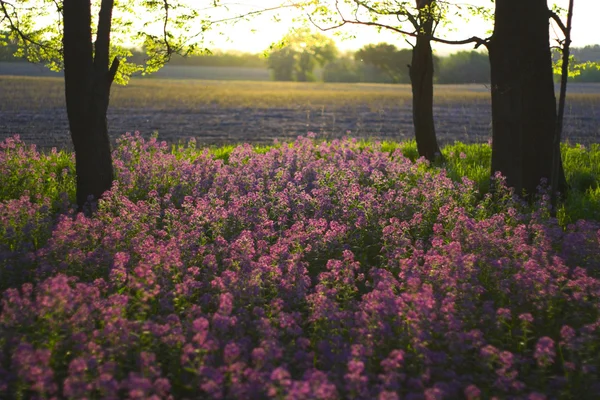 Fleurs sauvages roses et forêt — Photo