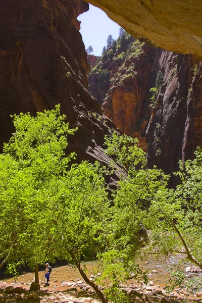 Alberi dentro canyon — Foto Stock