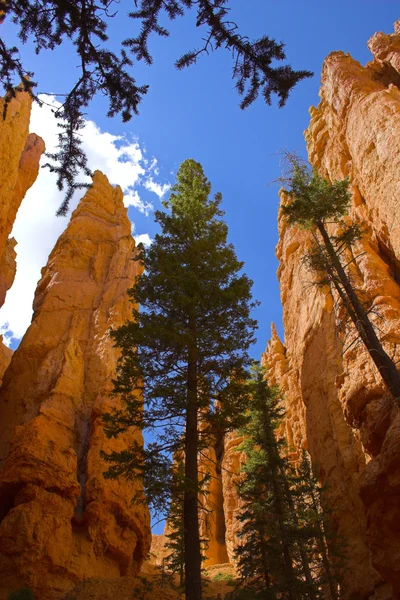 Cedars kırmızı Dağları — Stok fotoğraf