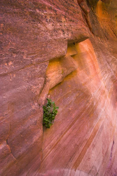 Národní park Zion — Stock fotografie