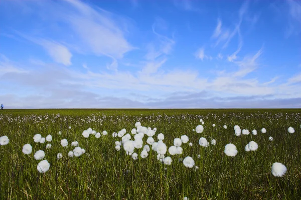 Arktische Blumen — Stockfoto