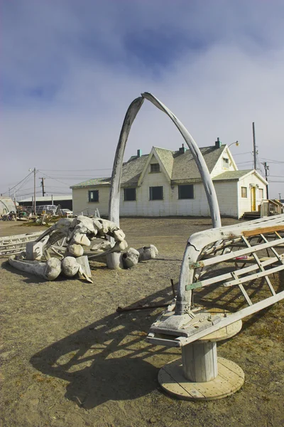 Whale bones — Stock Photo, Image