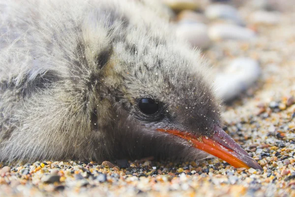 Arctische chick — Stockfoto