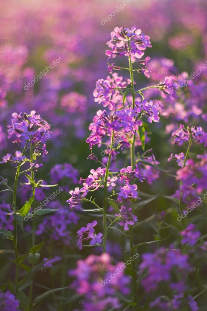 vilda blommor rosa vilda blommor rosa