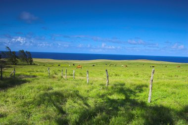 Hawaii yeşil alanlar