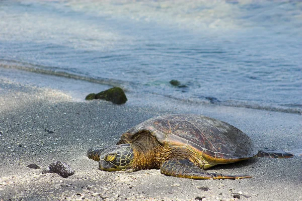 Resting turtle — Stock Photo, Image