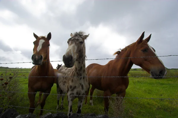 Paarden — Stockfoto