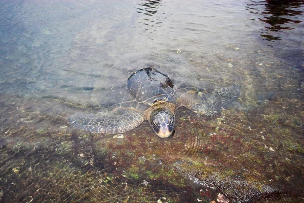Żółw, pływanie — Zdjęcie stockowe