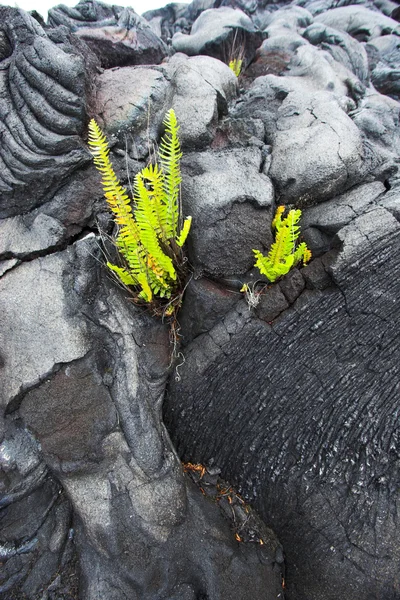 Lava in Großaufnahme und eine Pflanze — Stockfoto