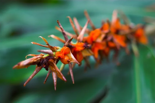 Flor tropical vermelha florescendo na floresta do Havaí — Fotografia de Stock