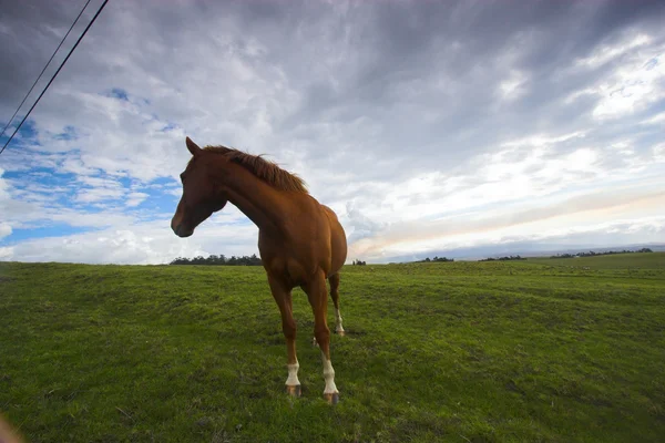 Groen landschap en paard — Stockfoto