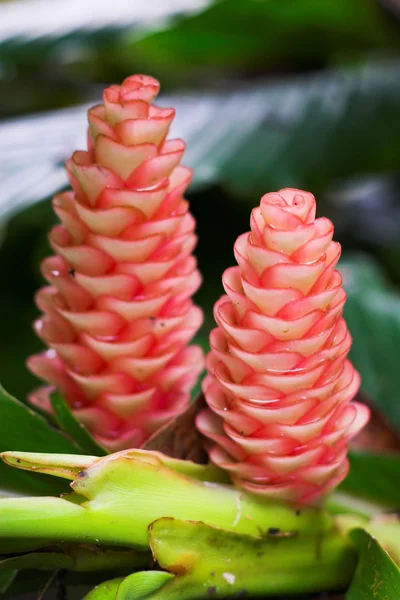 Flor tropical — Fotografia de Stock