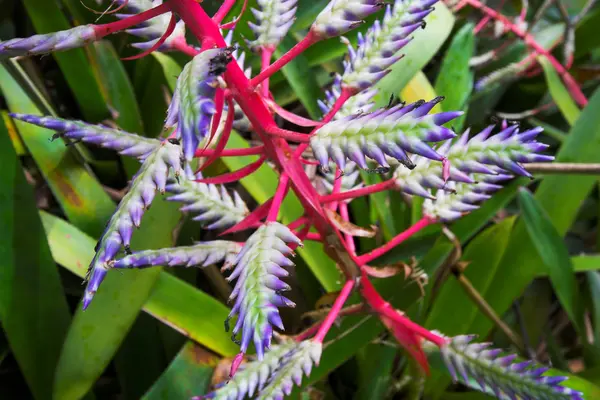 Fiore tropicale — Foto Stock