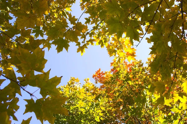 Fragmento de otoño —  Fotos de Stock