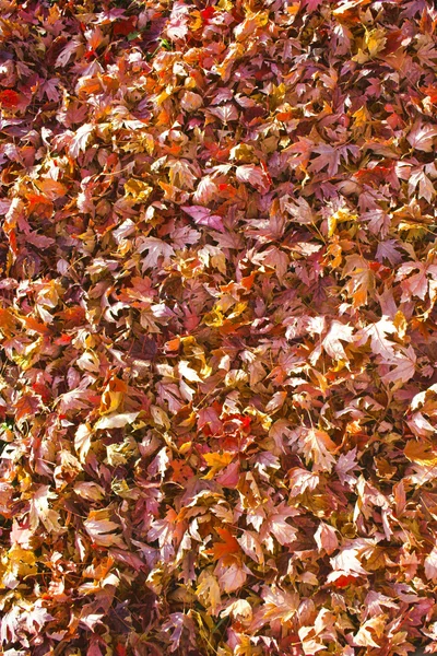 Fall background — Stock Photo, Image