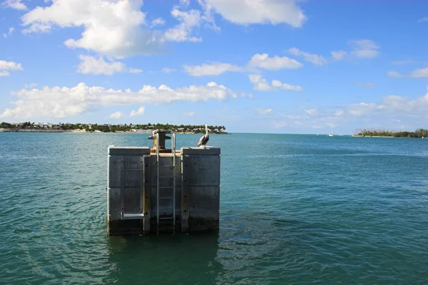 Isola e pellicano — Foto Stock