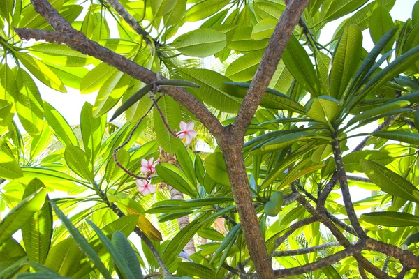 Planta de frangipani — Fotografia de Stock