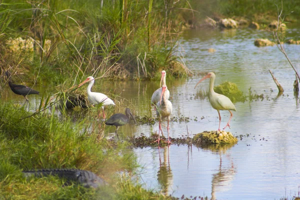 Aves del Everglade en el estanque — Foto de Stock