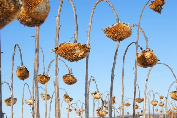 Zonnebloem veld — Stockfoto