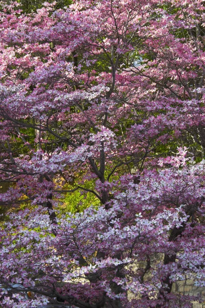 Árboles en flor — Foto de Stock