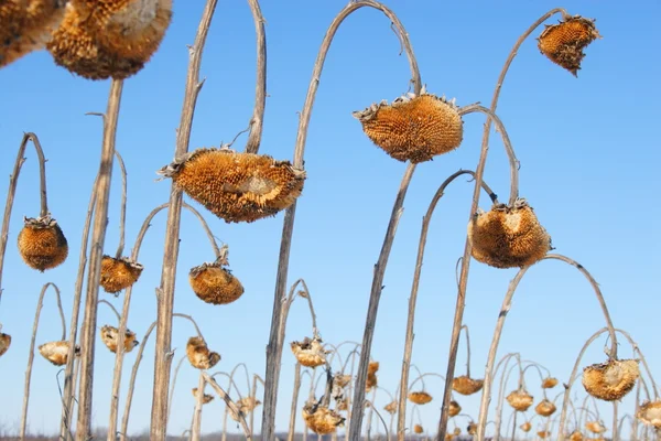 Zonnebloem veld — Stockfoto