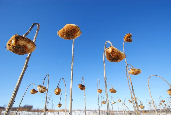 Zonnebloem veld — Stockfoto