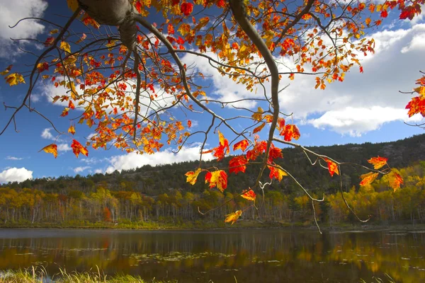 Couleurs de feuillage automne — Photo