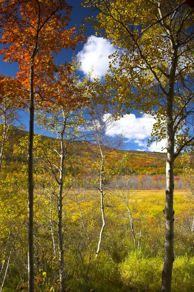 Cores da folhagem da queda — Fotografia de Stock