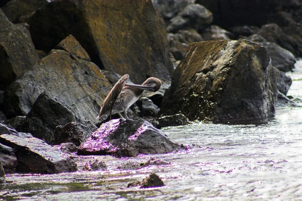 Pelicans — Stock Photo, Image