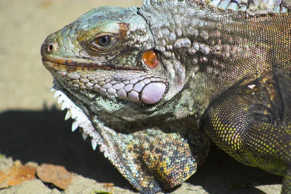 Iguana — Stockfoto